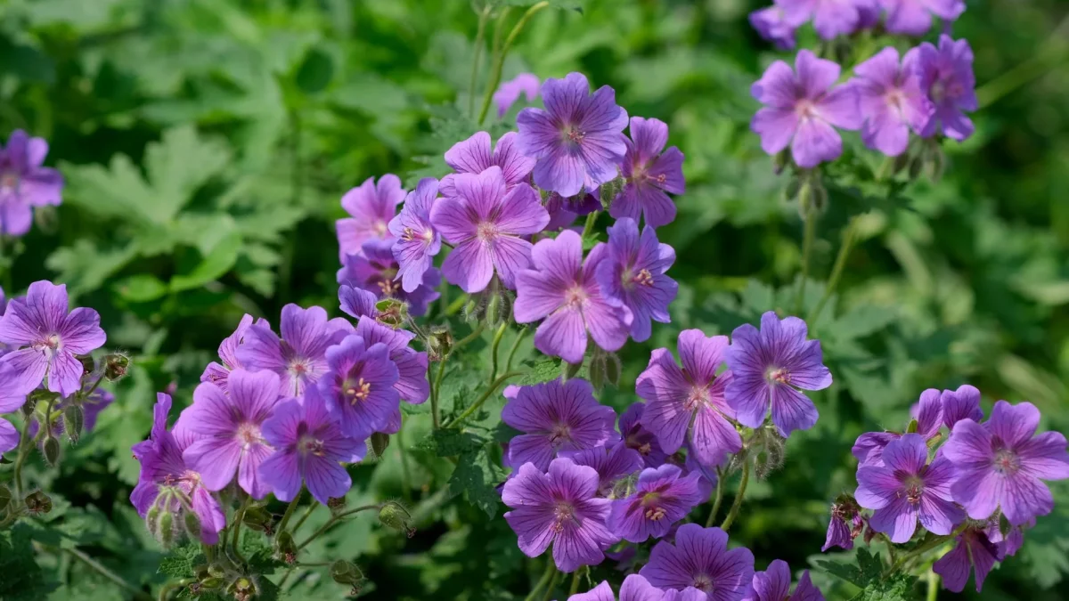 Géranium : botanique, espèces sauvages et cycle d&rsquo;observation en France