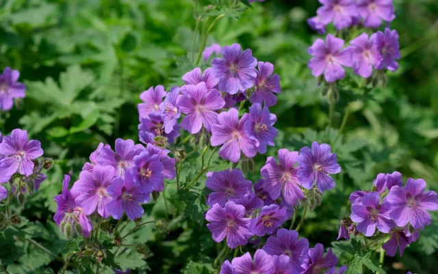 Géranium : botanique, espèces sauvages et cycle d&rsquo;observation en France