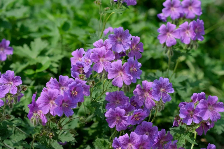 Géranium : botanique, espèces sauvages et cycle d&rsquo;observation en France