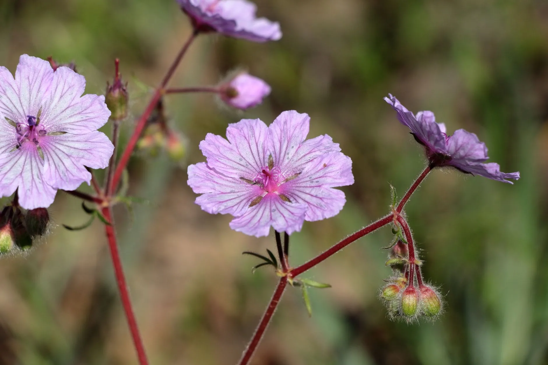 Fleurs de géranium rose vif avec pétales et pollen détaillés en gros plan
