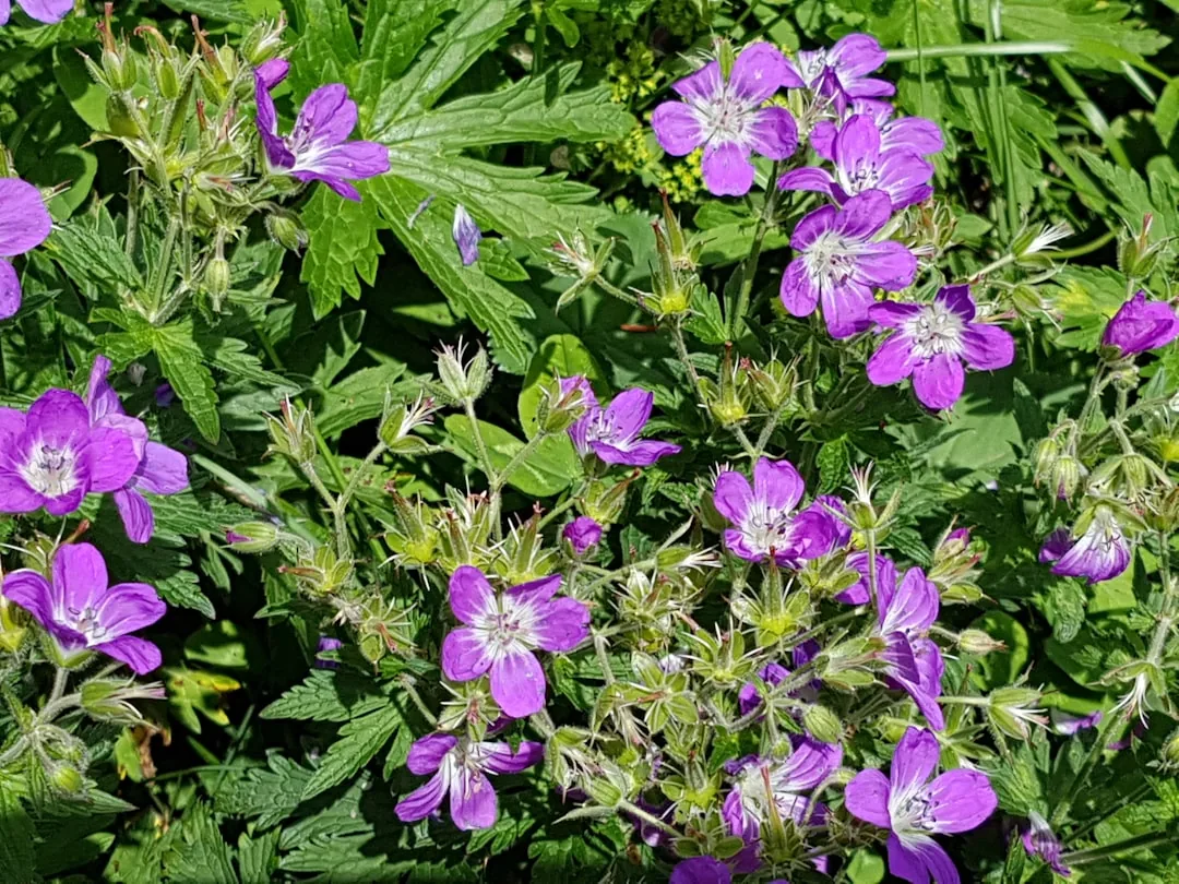 Fleurs de géranium sauvage violet épanoui dans un pré verdoyant