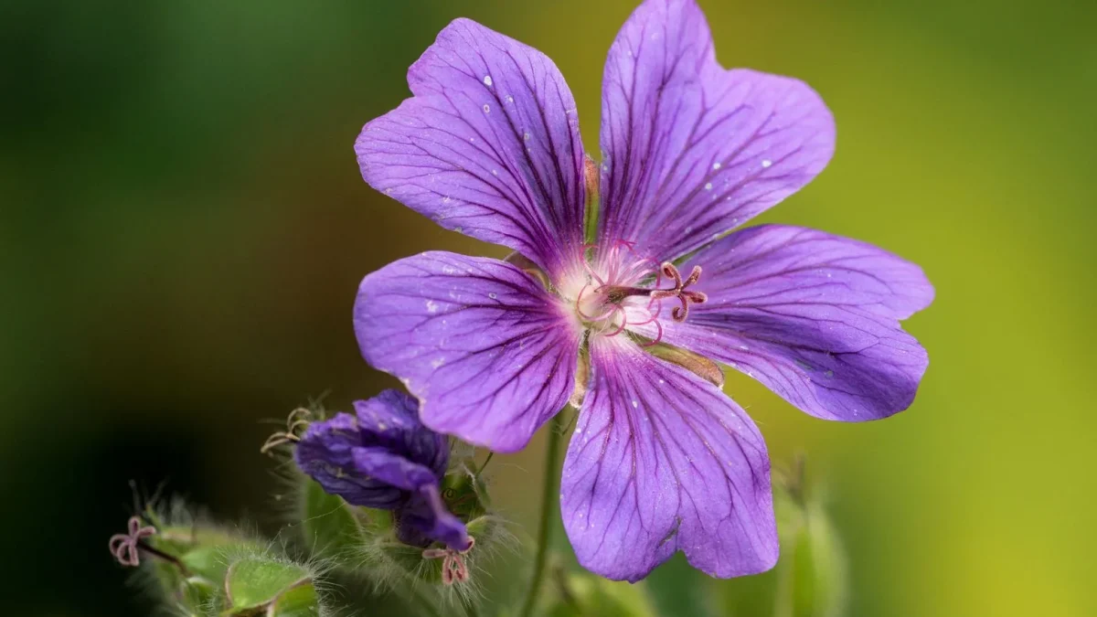 Géranium vivace : observation, floraison et culture en jardin naturel