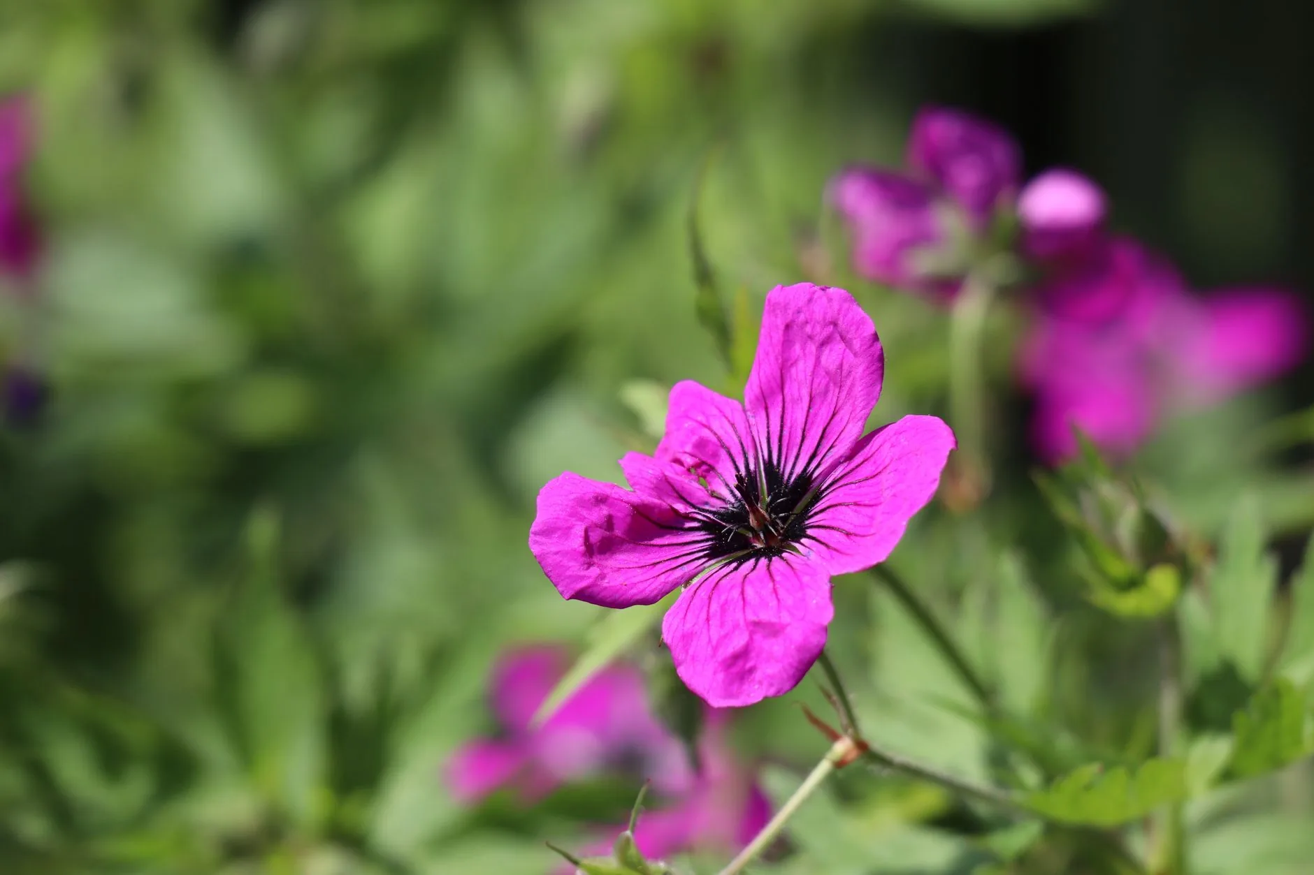 Géranium vivace cranesbill aux fleurs violettes pourpres dans un jardin paysager