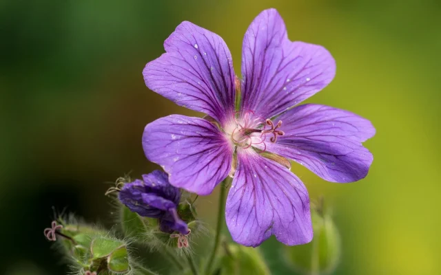 Géranium vivace : observation, floraison et culture en jardin naturel
