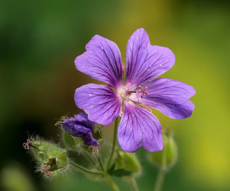 Géranium vivace : observation, floraison et culture en jardin naturel