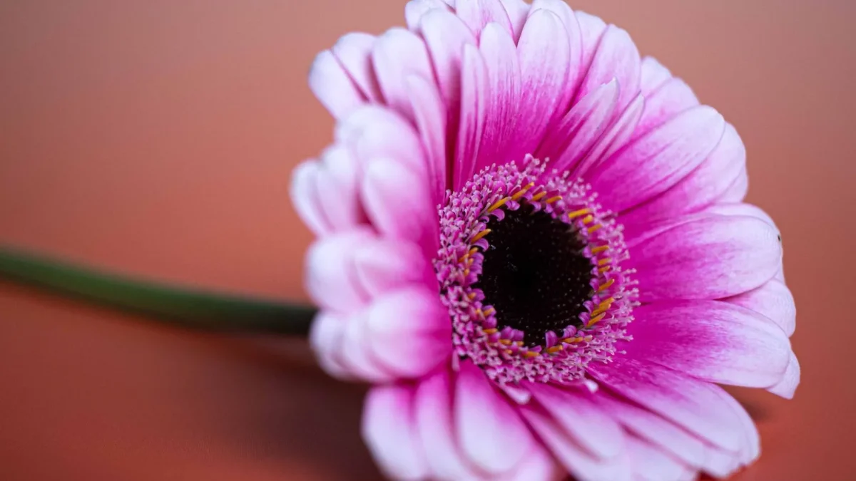 Gerbera : botanique, variétés et cycle saisonnier en jardin français