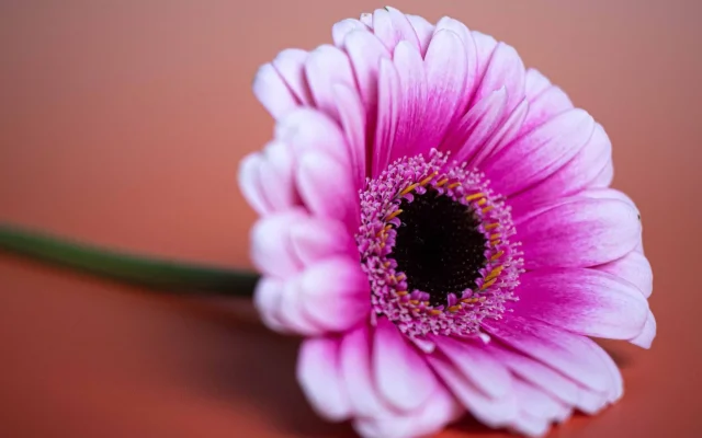 Gerbera : botanique, variétés et cycle saisonnier en jardin français