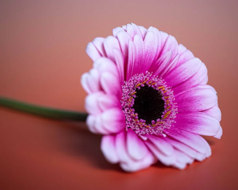 Gerbera : botanique, variétés et cycle saisonnier en jardin français