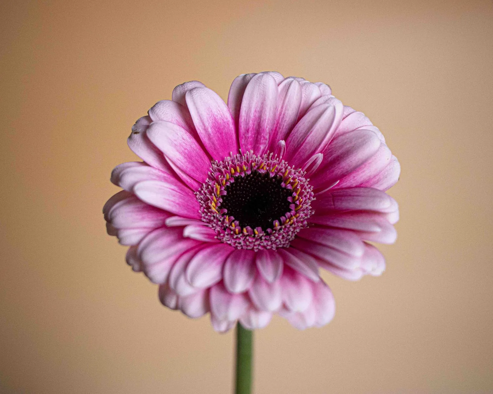 Gros plan d'une fleur gerbera rose mettant en valeur son élégance botanique naturelle