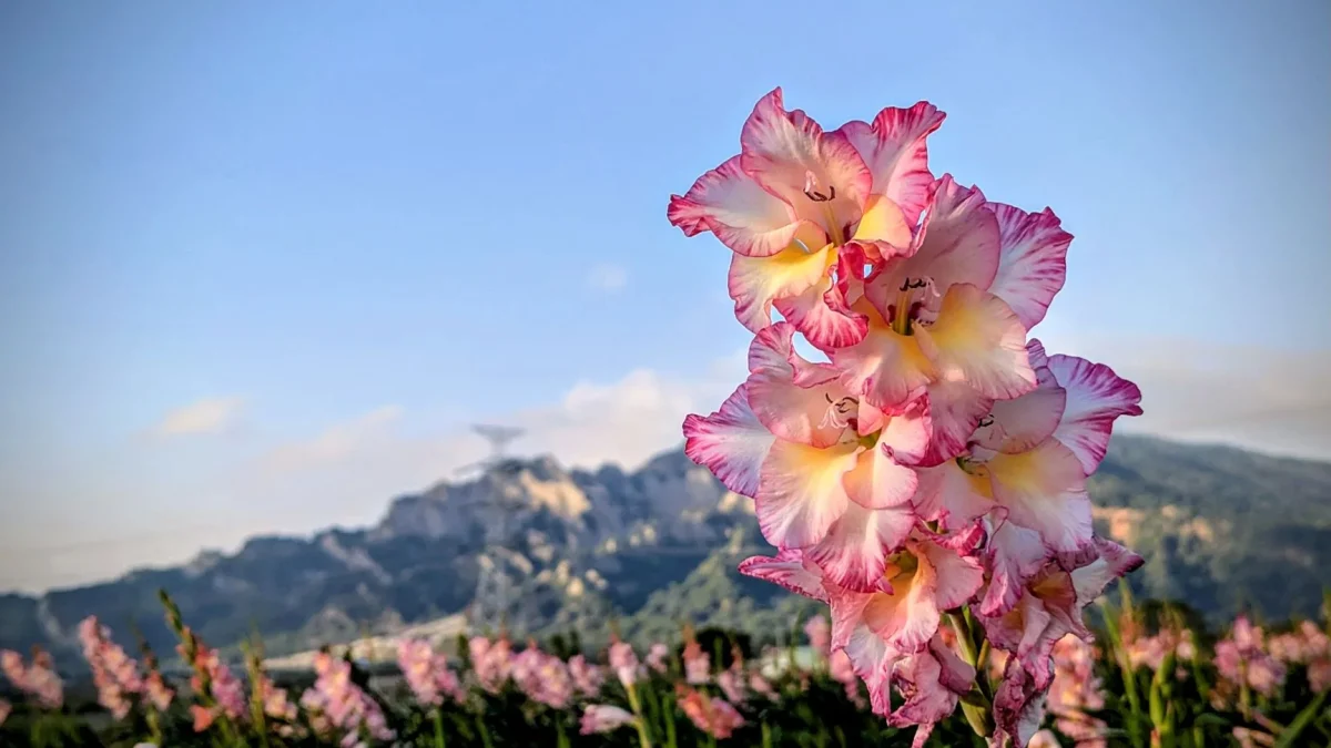 Glaïeul rose vif en fleur dans un jardin d'été ensoleillé