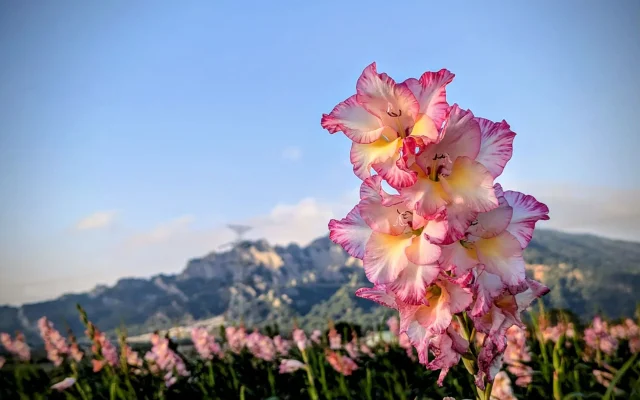 Glaïeul (Gladiolus) : botanique, cycle saisonnier et symbolique