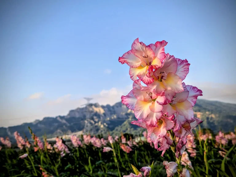 Glaïeul (Gladiolus) : botanique, cycle saisonnier et symbolique