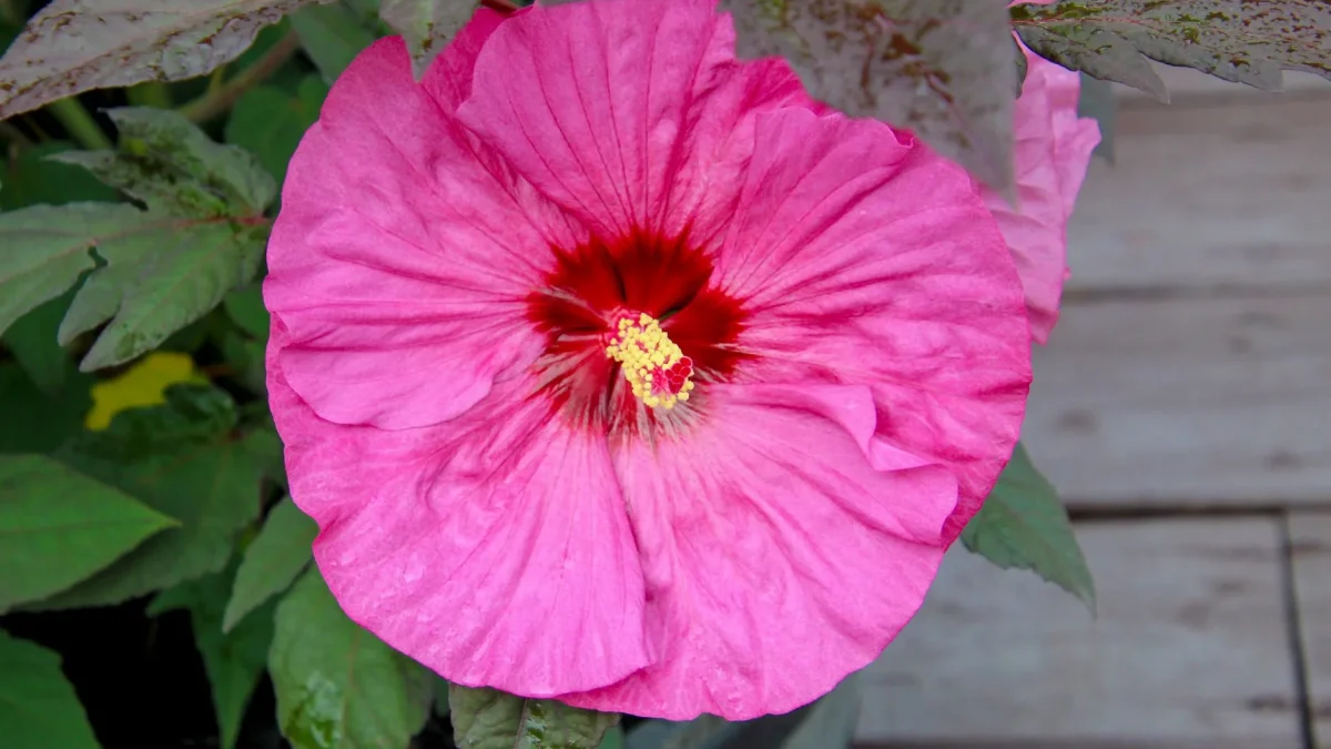 Hibiscus des marais (Hibiscus moscheutos) : observation botanique et cycles saisonniers