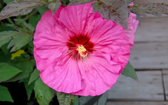 Hibiscus des marais (Hibiscus moscheutos) : observation botanique et cycles saisonniers
