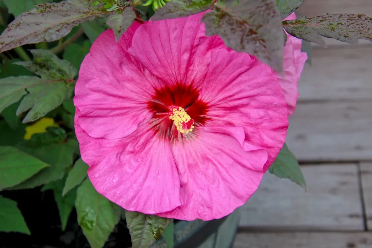 Hibiscus des marais (Hibiscus moscheutos) : observation botanique et cycles saisonniers