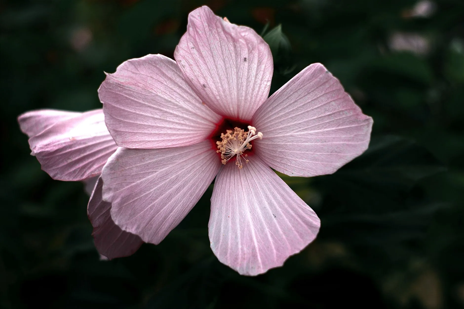 Hibiscus des marais géant en fleur dans son habitat humide naturel