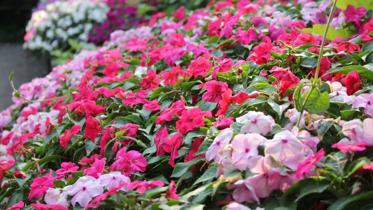 Impatiens : reconnaissance, espèces et cycle saisonnier en jardin français