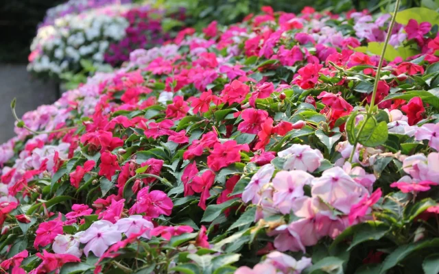 Impatiens : reconnaissance, espèces et cycle saisonnier en jardin français