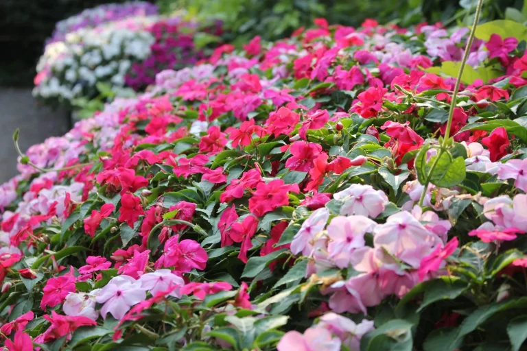 Impatiens : reconnaissance, espèces et cycle saisonnier en jardin français