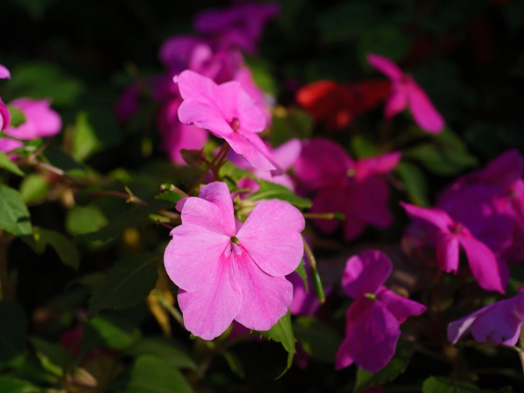 Impatiens aux fleurs colorées dans un jardin ombragé en été