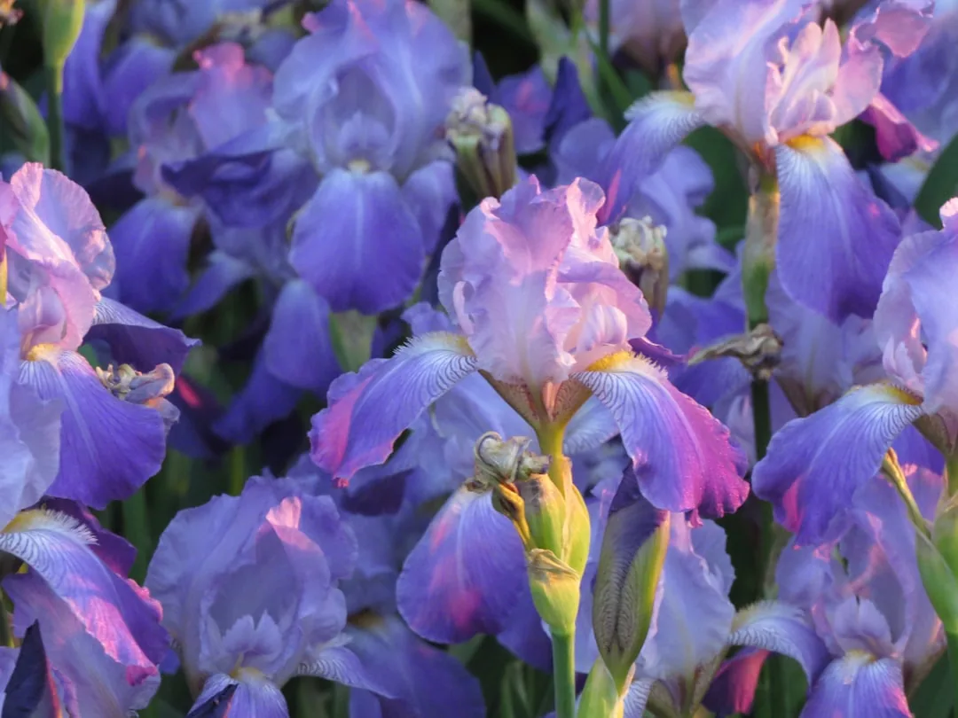 Iris fleur aux pétales roses et blancs avec feuillage vert en jardin