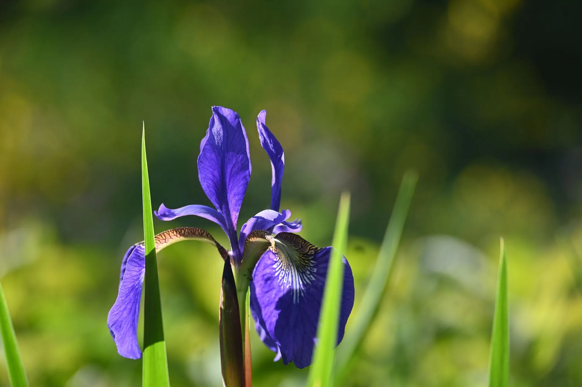 Gros plan sur une fleur iris violette en pleine floraison avec pétales délicats