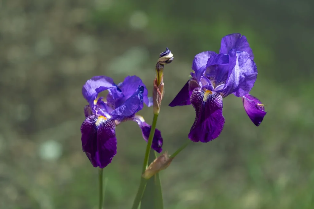 L&rsquo;iris en fleur : morphologie, sous-genres et calendrier saisonnier d&rsquo;observation