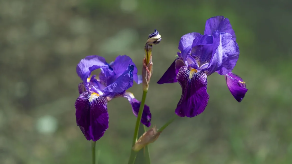 L’iris en fleur : morphologie, sous-genres et calendrier saisonnier d’observation