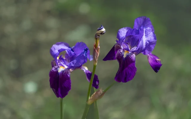 L’iris en fleur : morphologie, sous-genres et calendrier saisonnier d’observation