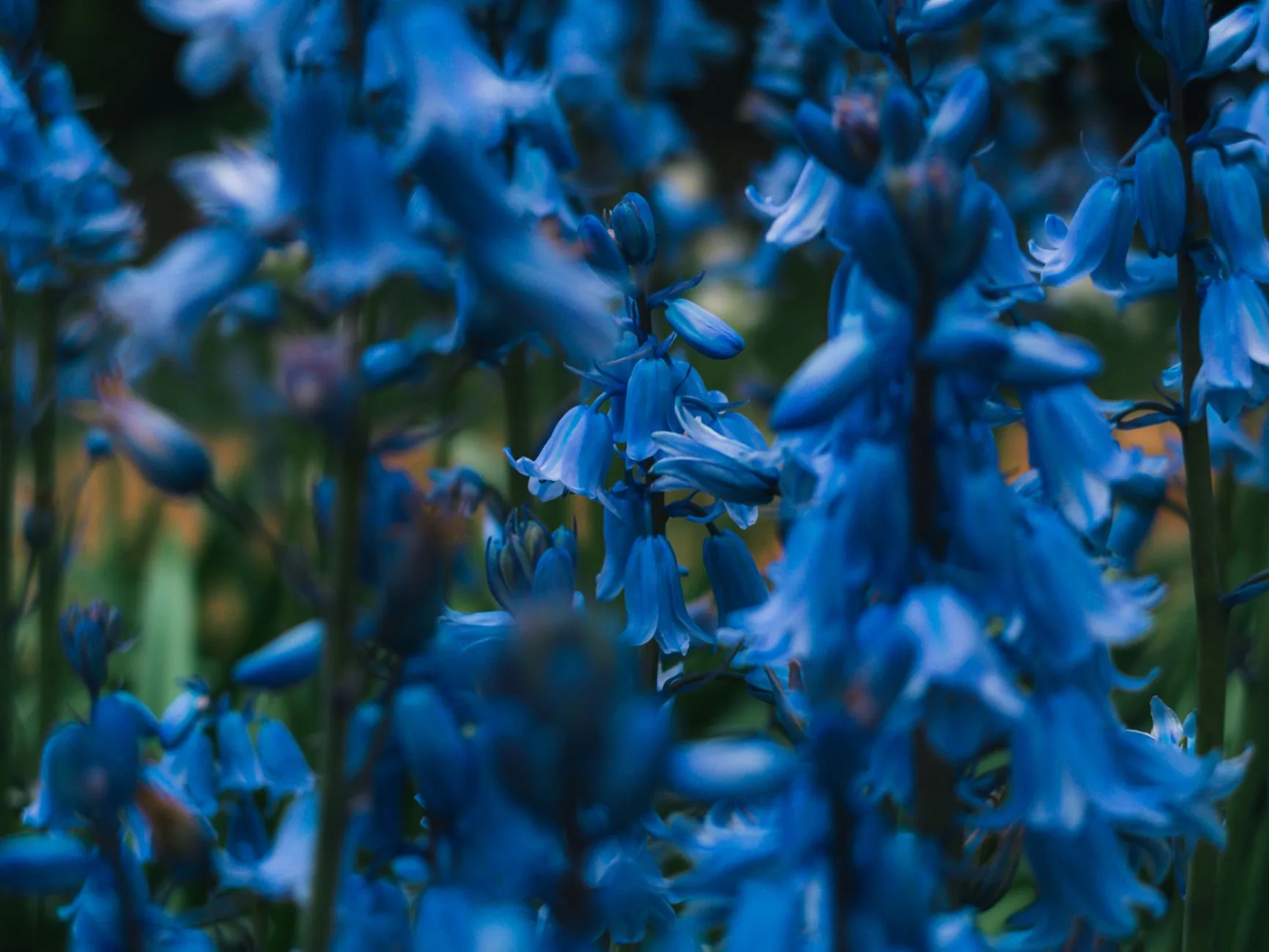 Forêt de jacinthes des bois en fleur au printemps dans une atmosphère magique