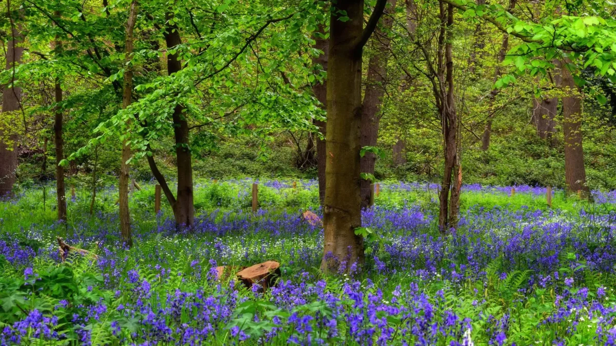 Forêt anglaise de jacinthes des bois bleues au printemps sous les arbres