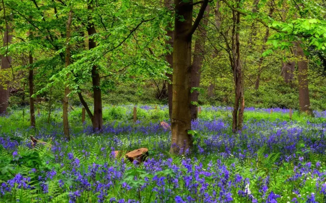 Jacinthe des bois : reconnaissance, floraison et culture en sous-bois
