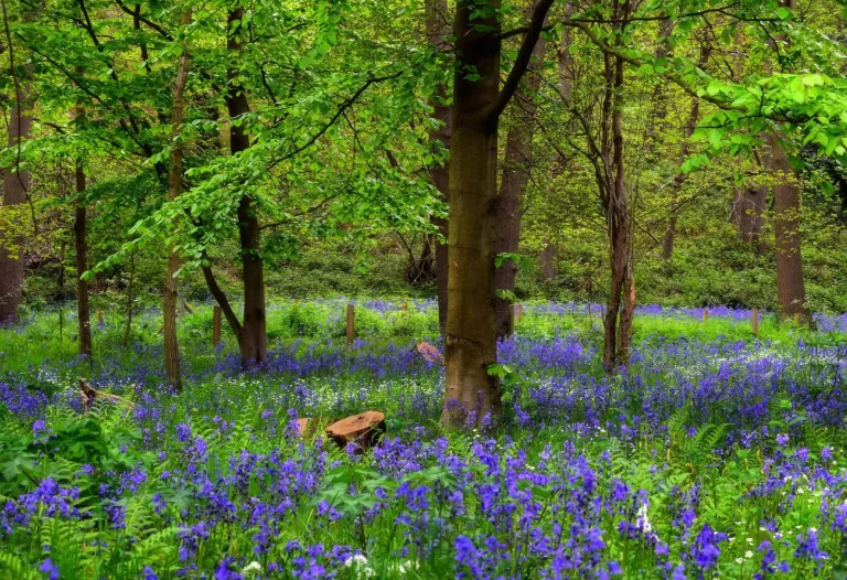 Jacinthe des bois : reconnaissance, floraison et culture en sous-bois