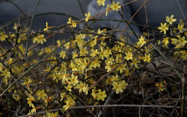 Jasmin d&rsquo;hiver (*Jasminum nudiflorum*) : floraison, reconnaissance et variations régionales
