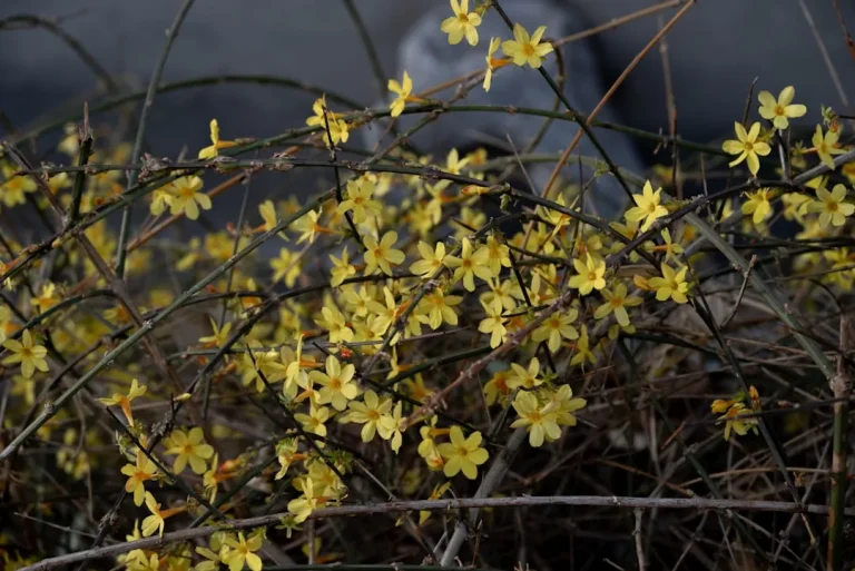 Jasmin d&rsquo;hiver (Jasminum nudiflorum) : floraison, reconnaissance et variations régionales