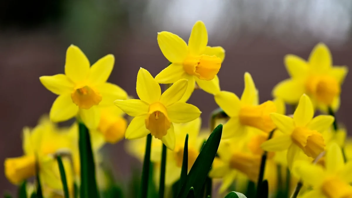Jonquille : identifier, observer et cultiver Narcissus jonquilla au fil des saisons