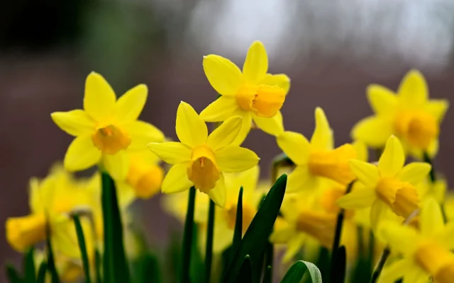 Jonquille : identifier, observer et cultiver Narcissus jonquilla au fil des saisons