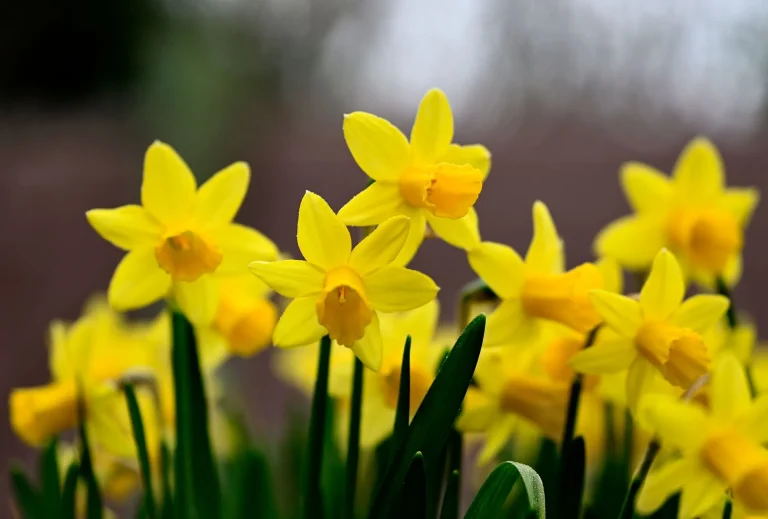 Jonquille : identifier, observer et cultiver Narcissus jonquilla au fil des saisons