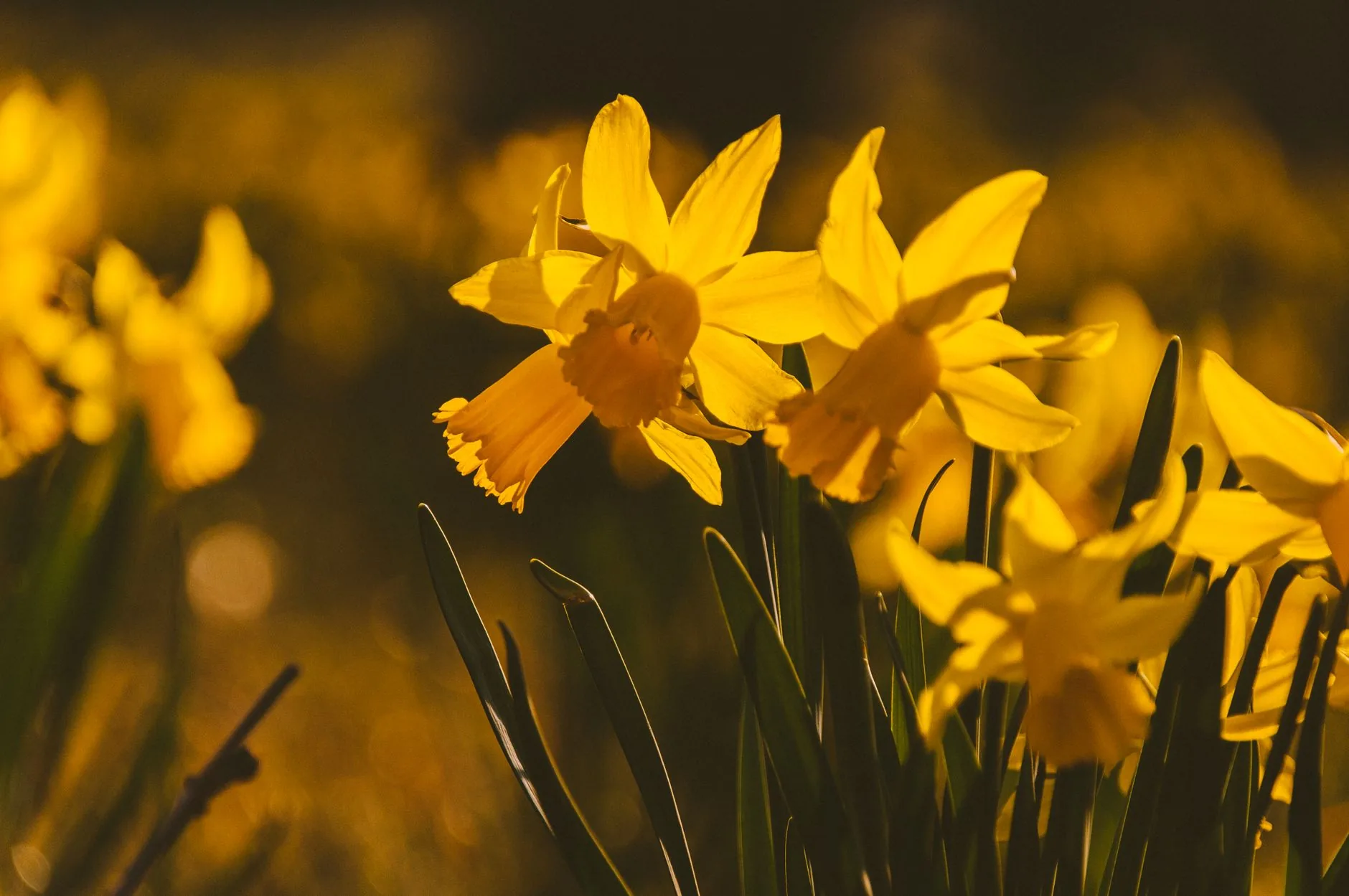 Jonquilles jaunes en fleur dans un jardin printanier d'Amérique du Nord