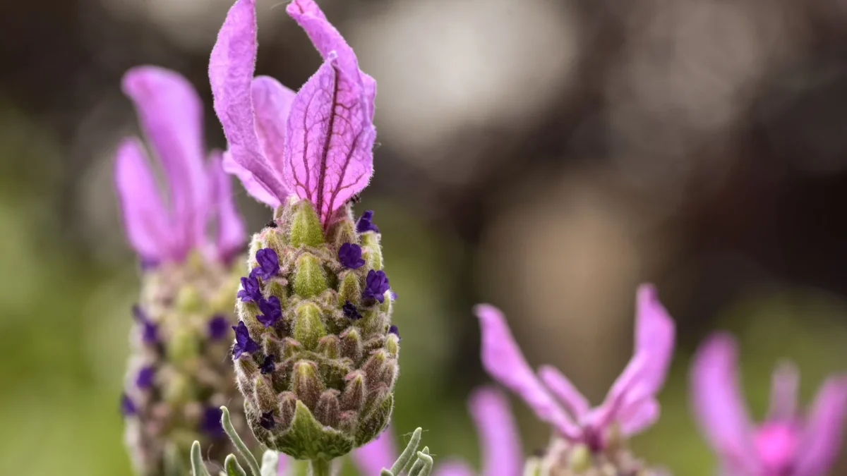 Lavande papillon (Lavandula stoechas) : reconnaissance, cycle saisonnier et culture