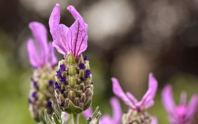 Lavande papillon (Lavandula stoechas) : reconnaissance, cycle saisonnier et culture