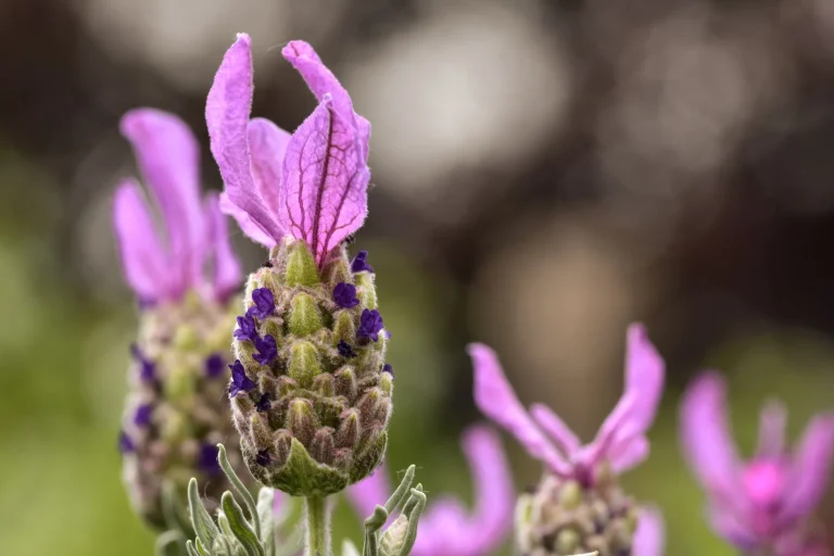Lavande papillon (Lavandula stoechas) : reconnaissance, cycle saisonnier et culture
