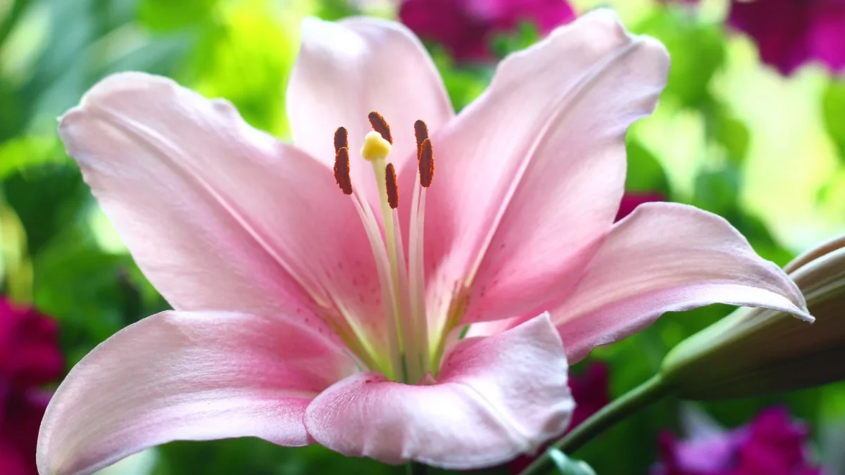 Lis (Lilium) : reconnaissance botanique, floraison et traditions florales