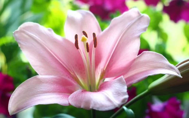 Lis (Lilium) : reconnaissance botanique, floraison et traditions florales