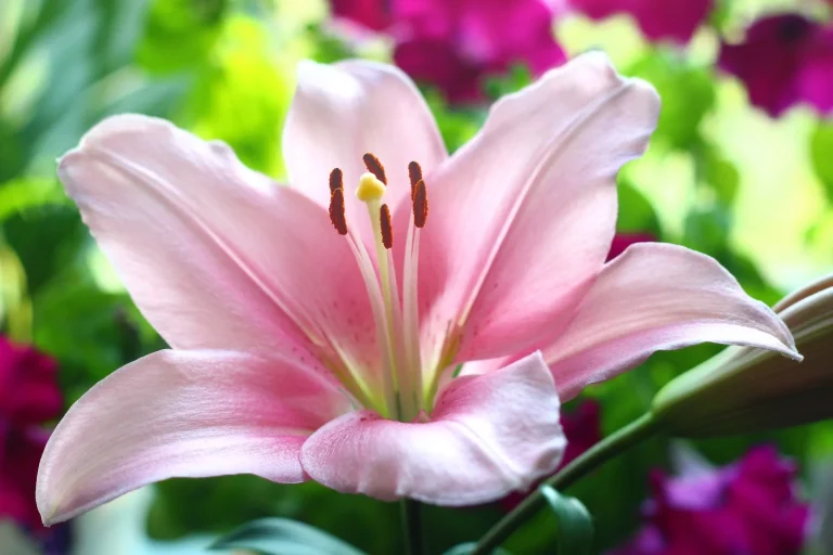 Lis (Lilium) : reconnaissance botanique, floraison et traditions florales