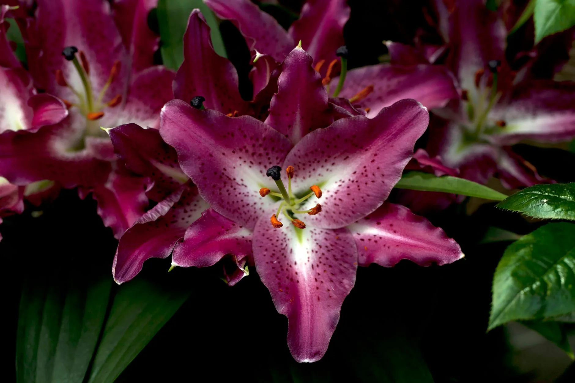Lis blanc en fleur dans un jardin d'été aux pétales délicats et parfumés