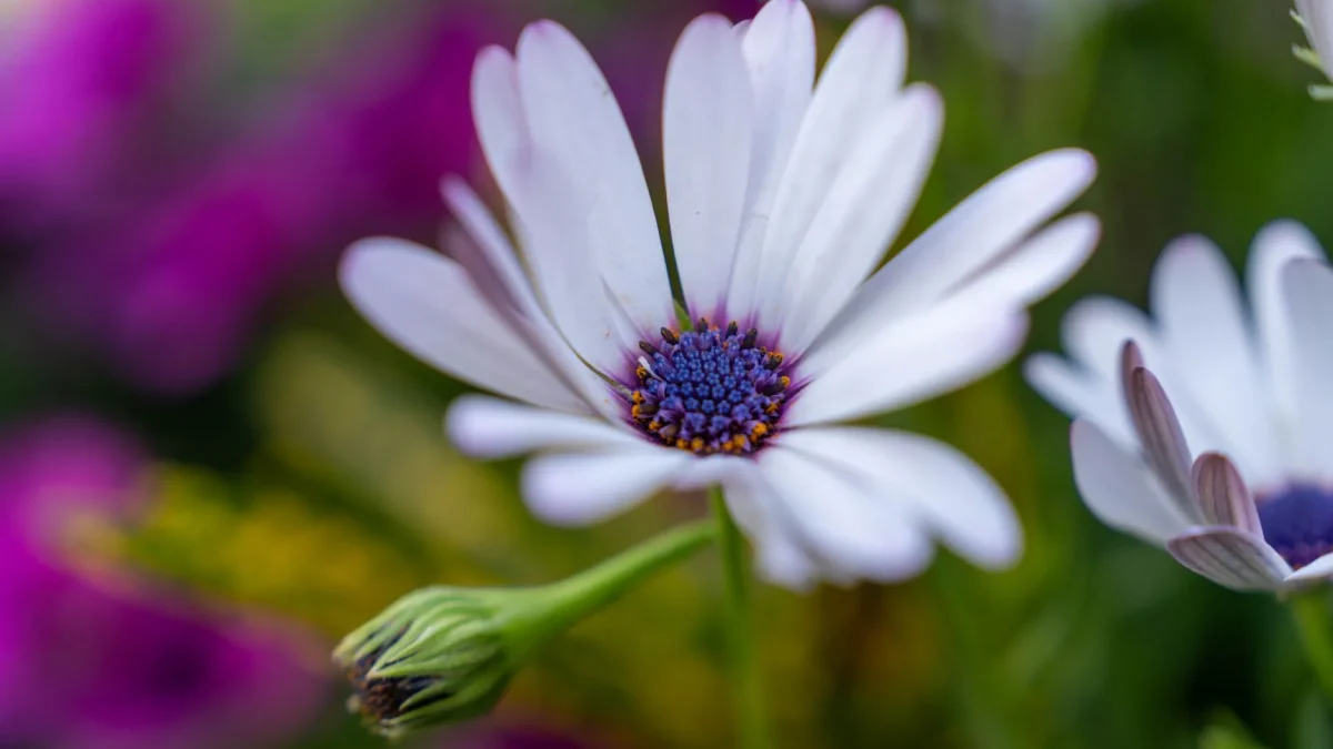 Gros plan de marguerites du Cap blanches aux centres violets dans un jardin