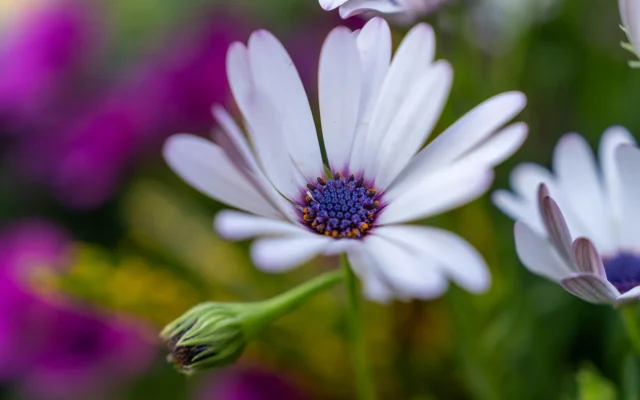 Marguerite du Cap (Osteospermum) : botanique, reconnaissance et floraison saisonnière