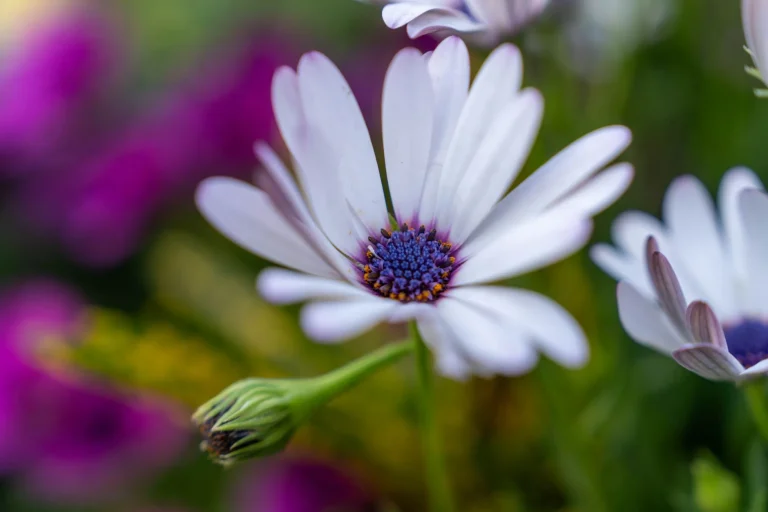 Marguerite du Cap (Osteospermum) : botanique, reconnaissance et floraison saisonnière