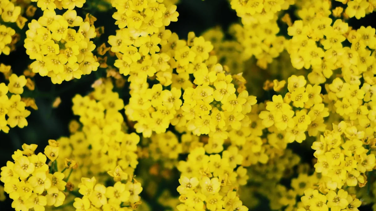 Mimosa : identifier, observer et comprendre la plante selon les saisons